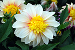 Dahlia 02 - s
